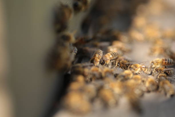 honey bee trying to enter the hive