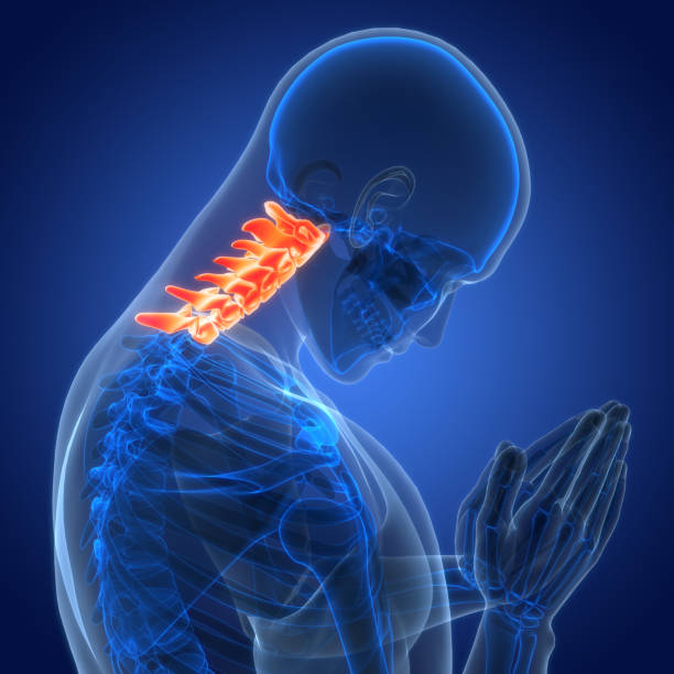 istock Spinal Cord Vertebral Column Cervical Vertebrae of Human Skeleton System Anatomy 2152541890