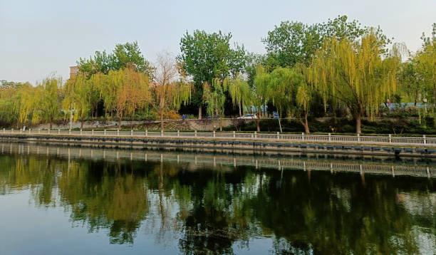 istock China, Beijing, weeping willows near the water 2152541925
