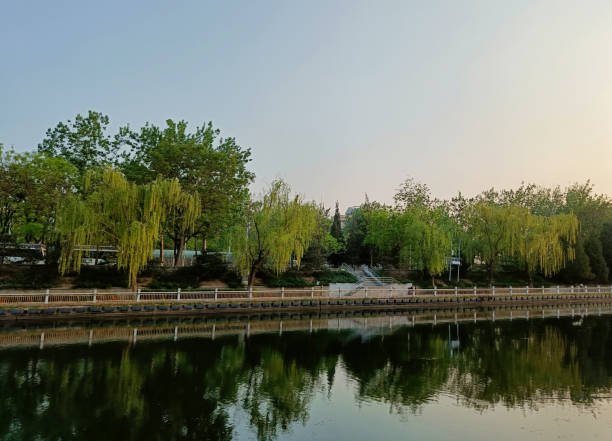 istock China, Beijing, weeping willows near the water 2152541945
