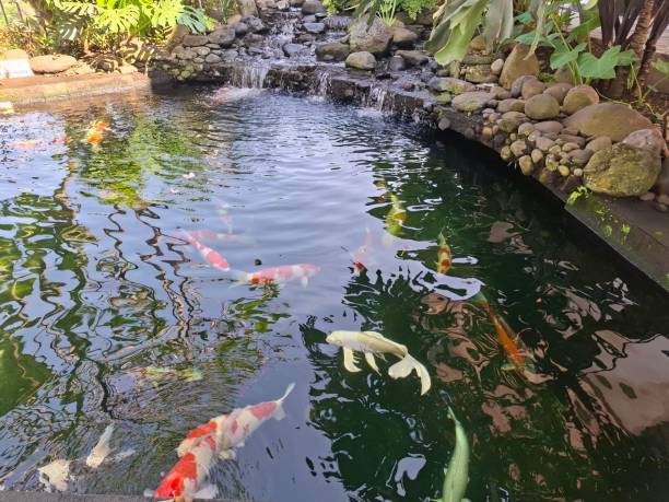 istock koi fish in the pond 2152542299