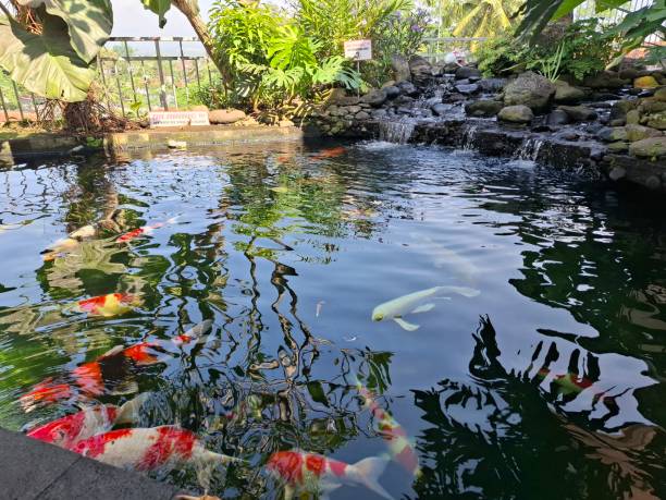 istock koi fish in the pond 2152542310