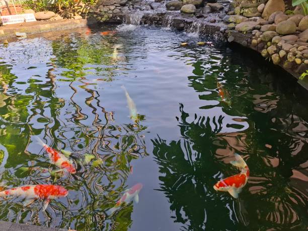 istock koi fish in the pond 2152542354