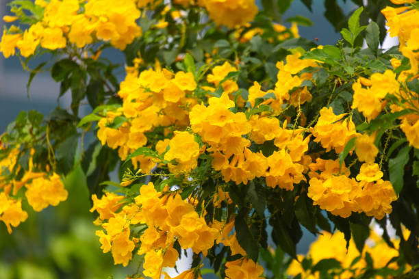 istock Beautiful yellow flowers on a tree in the tropics 2152543213
