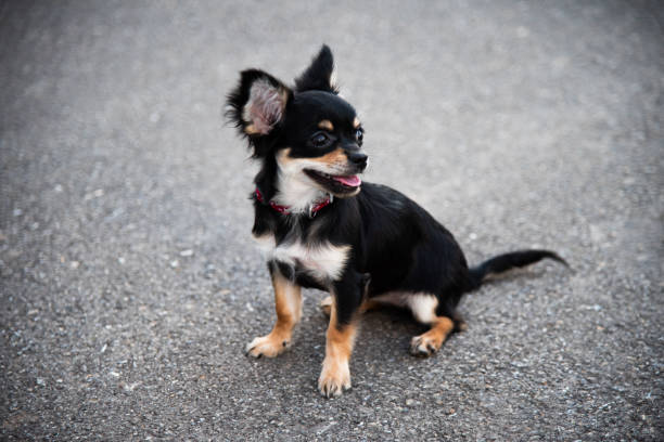 istock Black Chihuahua Sits Majestically on Asphalt 2152545077