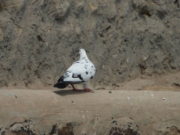 Omani Dalmatian pigeon in Muscat