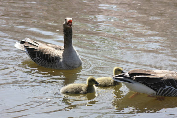 A goose talking with it’s mouth open , probably trying to protect it’s goslings