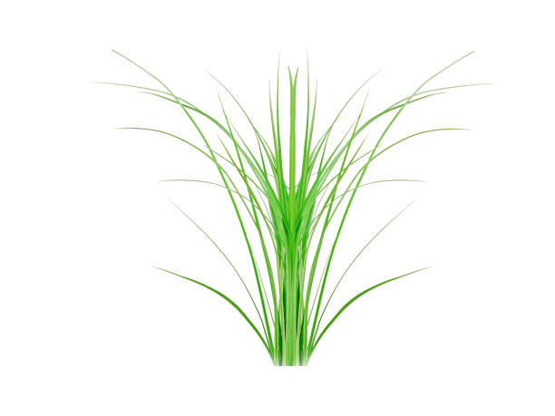 istock Cymbopogon martinii or palmarosa 2152546507