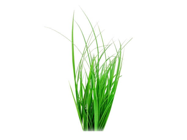 istock Cymbopogon martinii or palmarosa 2152546518