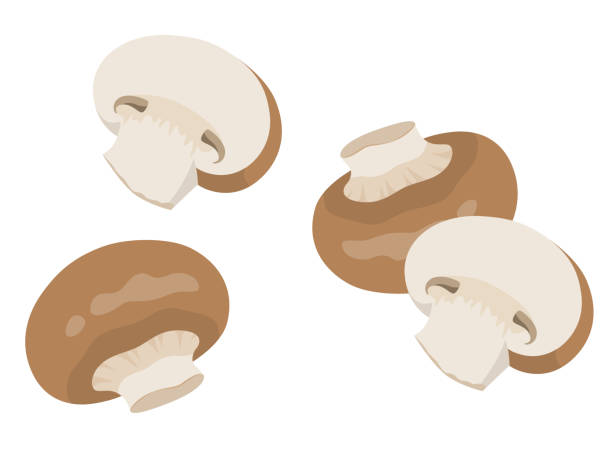 mushroom vector illustration - grzybobranie stock illustrations