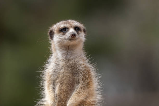 Meerkat intently look