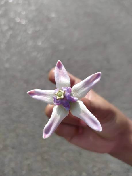 istock hand held purple calotropis gigantea 2152550572