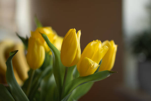 Yellow tulips are one of the most cheerful flowers. They symbolize happiness and hope. This bouquet can be given to someone who makes your life a little brighter. Yellow tulips can also lift your spirits and will definitely bring a smile to anyone.