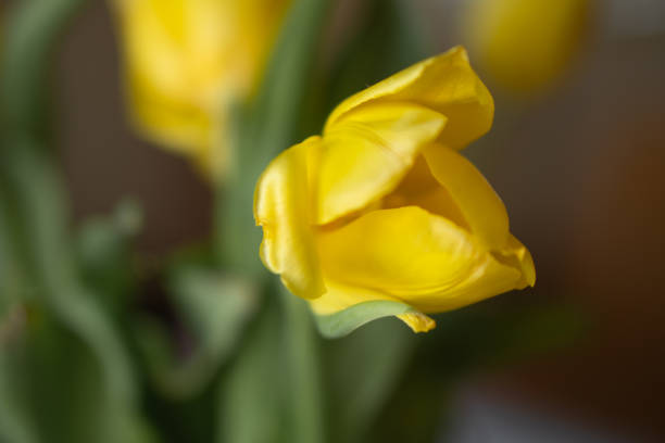 Yellow tulips are one of the most cheerful flowers. They symbolize happiness and hope. This bouquet can be given to someone who makes your life a little brighter. Yellow tulips can also lift your spirits and will definitely bring a smile to anyone.