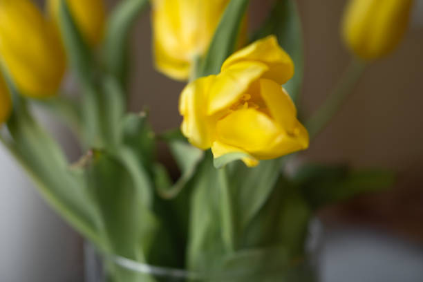 Yellow tulips are one of the most cheerful flowers. They symbolize happiness and hope. This bouquet can be given to someone who makes your life a little brighter. Yellow tulips can also lift your spirits and will definitely bring a smile to anyone.