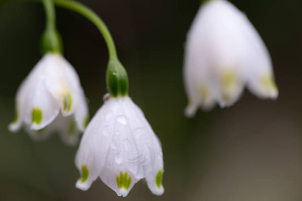 istock white flowers wet in the rain 2152553013
