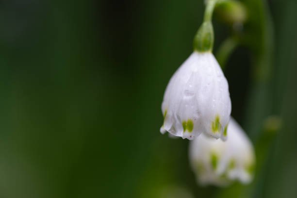 istock white flowers wet in the rain 2152553044