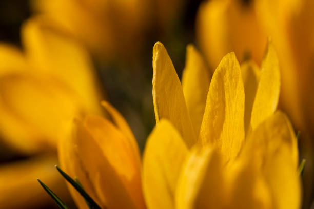 yellow flowers in the spring season, beautiful crocus flowers in close-up during flowering in spring