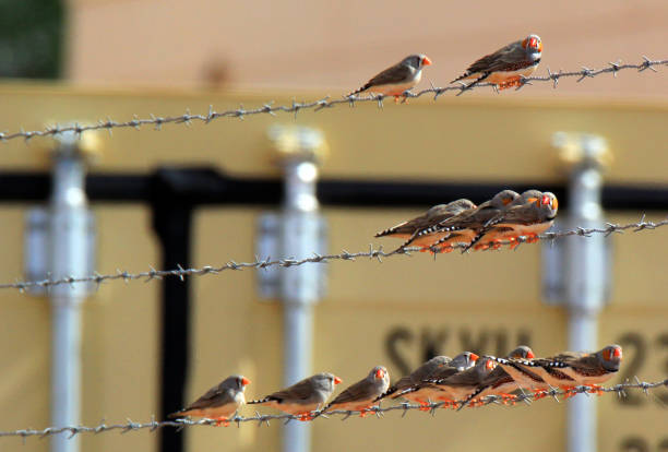 Zebra Finches on the wire