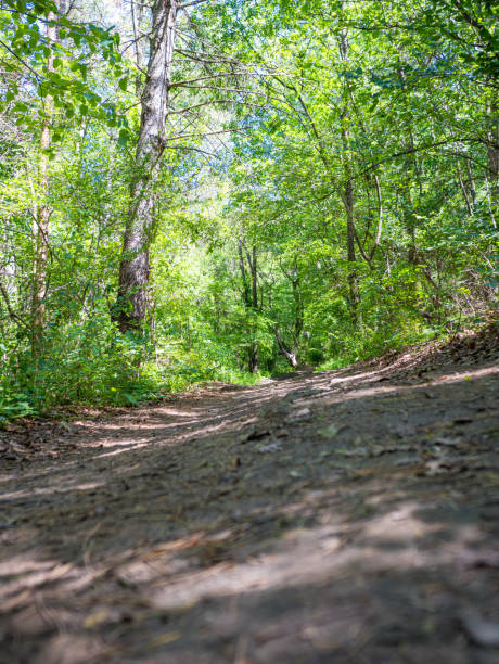istock selective focuc, tree, green, outdoor, path, trail, woods, forest, nature 2152554529