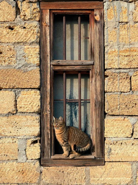istock Curious Cat at the Window. A Feline Sentinel in a Rustic Setting 2152554533