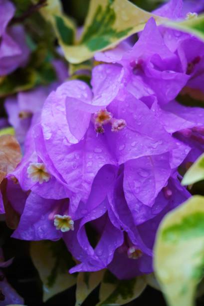 istock Purple Bougainvillea flower 2152554556