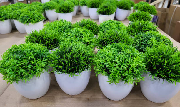 istock Artificial green plants in white pots, standing on a store shelf 2152554906