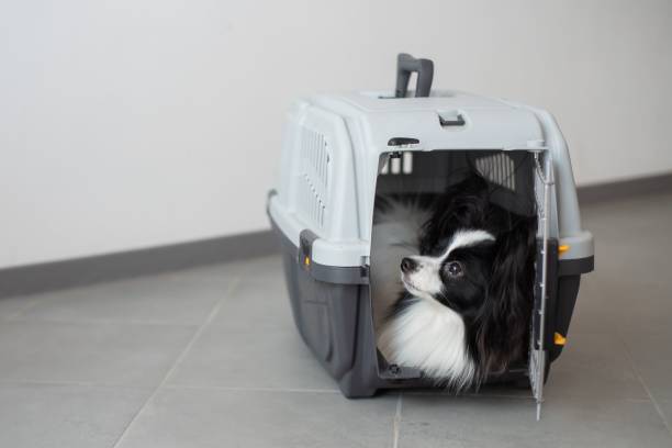istock A dog in a box for safe travel. Papillon in a pet transport cage 2152555152