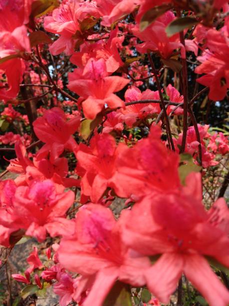 istock Tapestry of blossoming Rhododendron 2152555620
