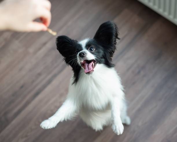 istock The papillon dog plays and jumps. Top view 2152555856