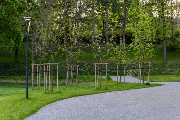 istock Newly planted trees in a public park 2152556734