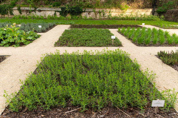 Herb garden in a public park in Veszprém. The names of the plants are written on the small plates.