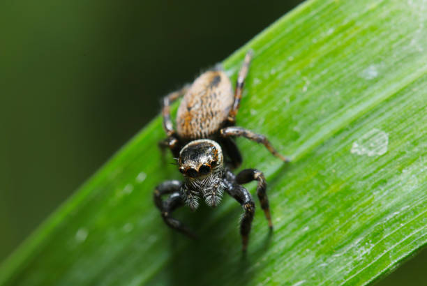 Female Mamijirohaetori jumping  spider on a green leaf (Natural+flash light, macro close-up photography)