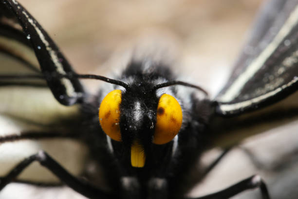 Gomadaracho (Hestina persimilis japonica)  butterfly close eye look (Natural+flash light, macro close-up photography)
