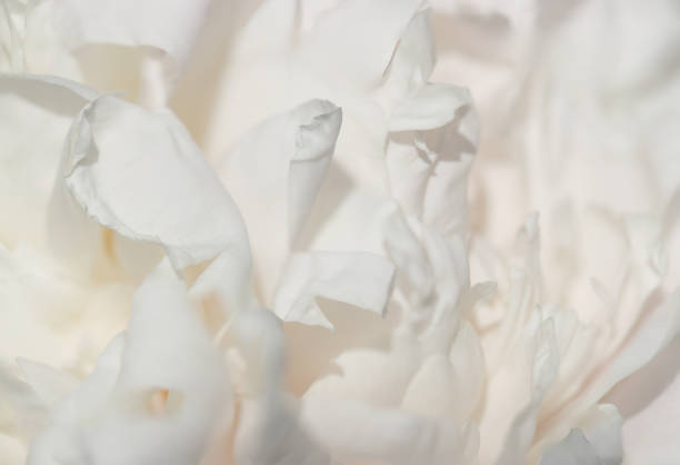 istock Beautiful ivory white rose flower petal shadowy texture. 2152557981