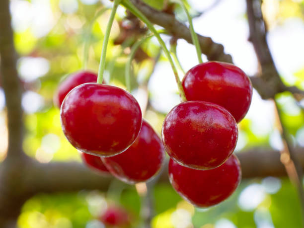 Sun-kissed ripe cherries hanging elegantly against a backdrop of lively green leaves portraying natural abundance.
