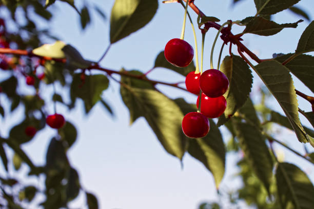 The image captures the essence of summer with ripe, red cherries amidst lush foliage.