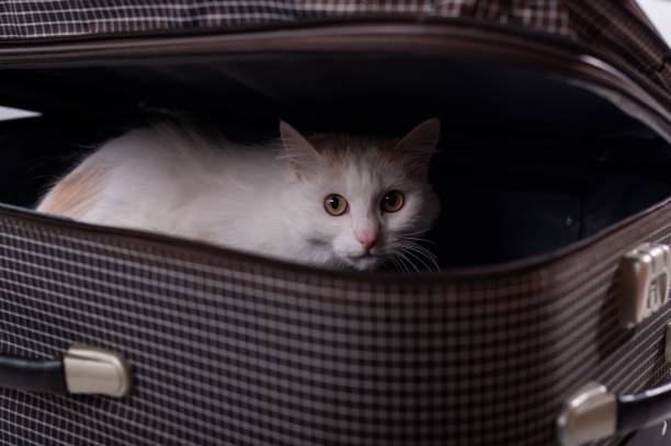 istock A white cat looks out of a checkered suitcase 2152560847