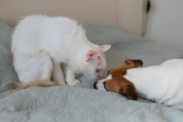 istock Jack russell terrier dog and irritated white cat on the bed. 2152561268