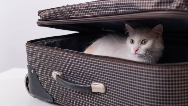 istock A white cat looks out of a checkered suitcase 2152562405