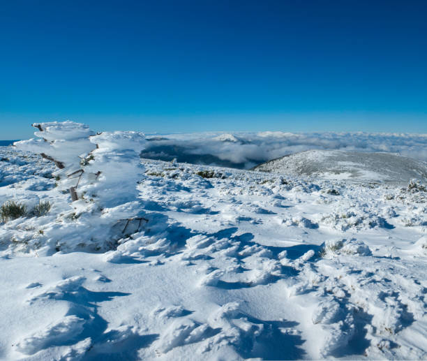 istock bush covered in snow and frozen in the wind 2152563820