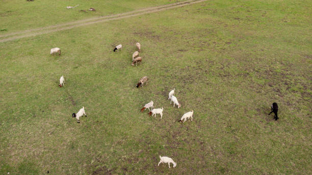 istock Goats grazing on a green summer meadow. 2152564730