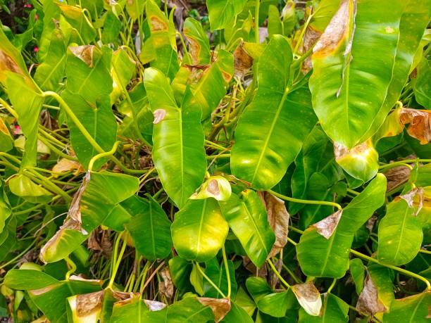 istock Fungi that cause disease in plants 2152565456