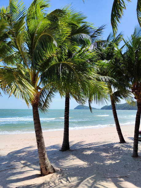 istock Palm trees at Khem beach, Phu Quoc, Vietnam 2152567752