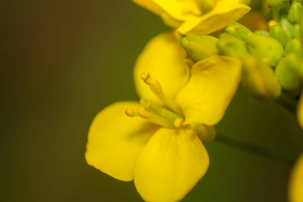 A close-up shot of vibrant yellow rapeseed flower buds emerging from green leaves, signaling the arrival of spring.