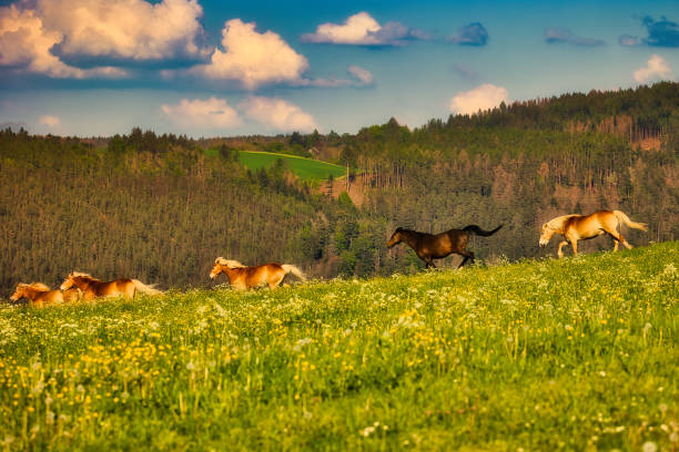 Haflinger Stud Meura in the Thuringian Forest