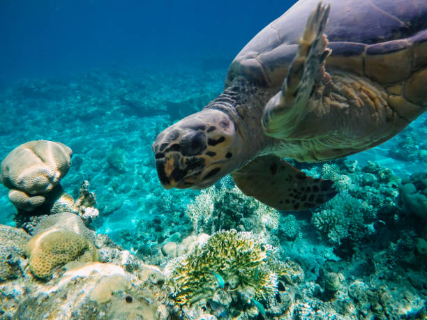 Underwater coral reef turtle in red sea