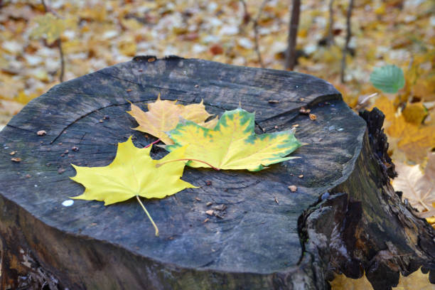 a tree trunk with a few autumn leaves on it close up