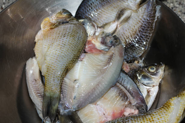 istock freshwater fish in the basin 2152574353