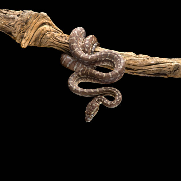 240+ Carpet Python Stock Photos, Pictures & Royalty-Free Images - iStock